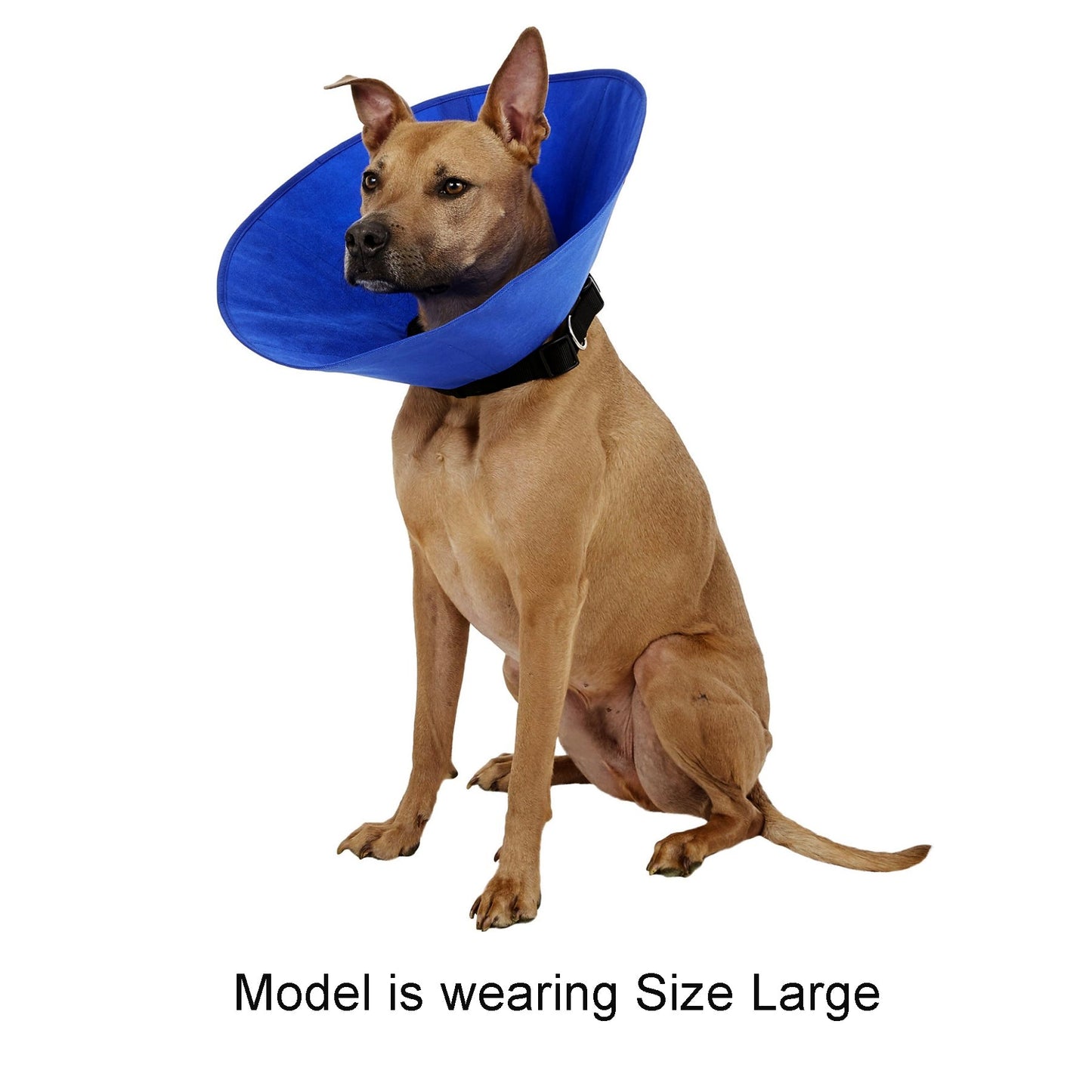 Cobaalt Recovery Collar